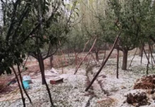 Hail, Heavy Rain Lash Parts of Kashmir; Crops, Orchards Damaged