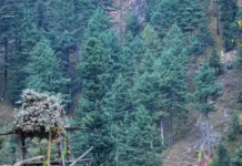 Kazinag National Park’s Plant Diversity Documented For First Time